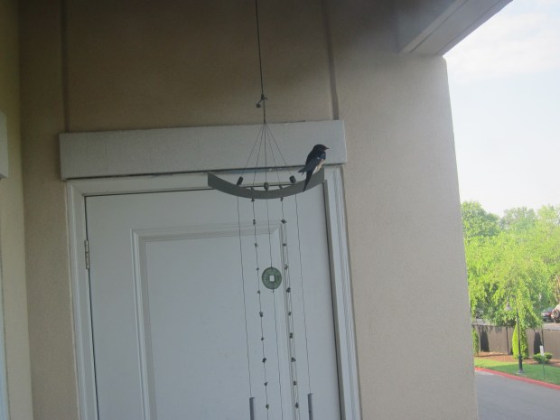 Feed the Baby Bird (2)