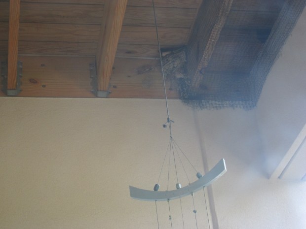 Feed the Baby Bird (3)