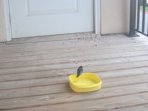 Feed the Baby Bird (6)