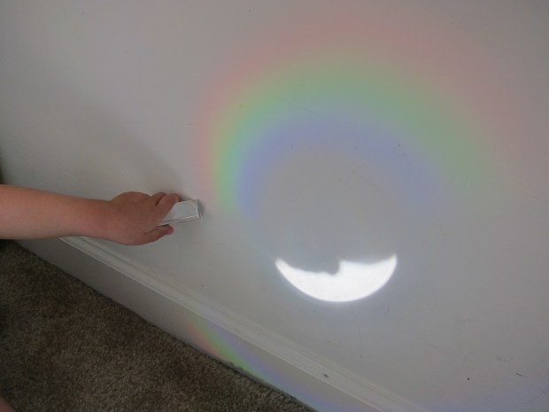 Koala rainbows alt (1)