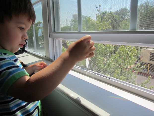 Koala rainbows alt (2)