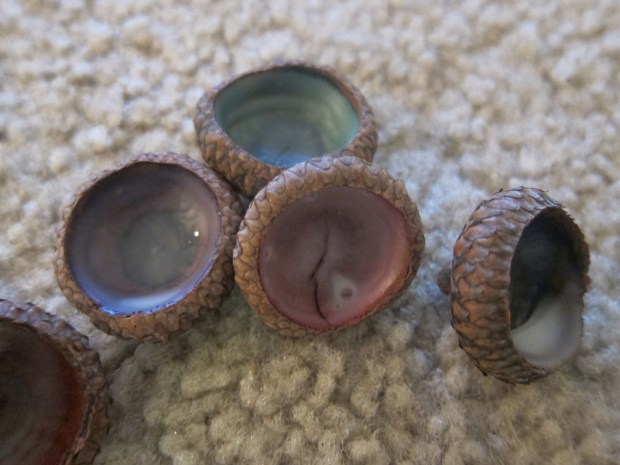 Acorn Jewels (6)
