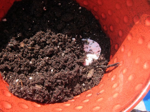 Plantable Paper (11)