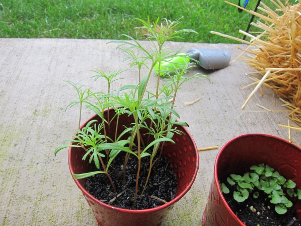 Plantable Paper alt.JPG