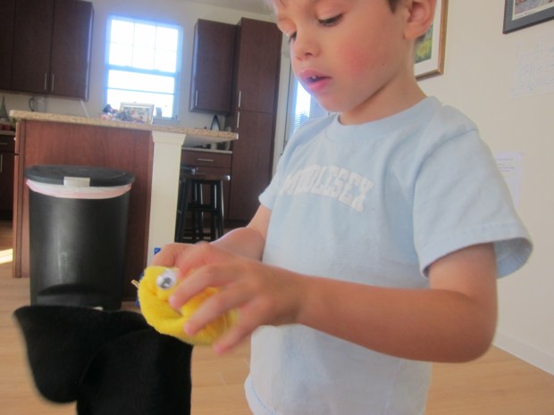 koala rainforest (3)