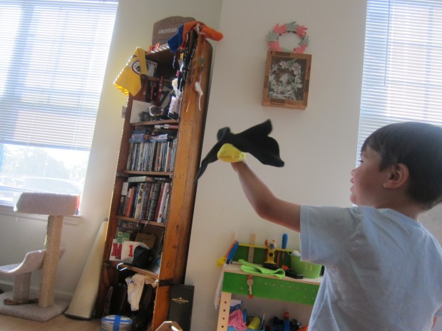 koala rainforest (4)