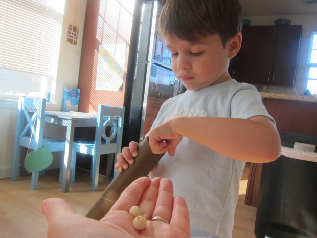 koala rainforest (6)