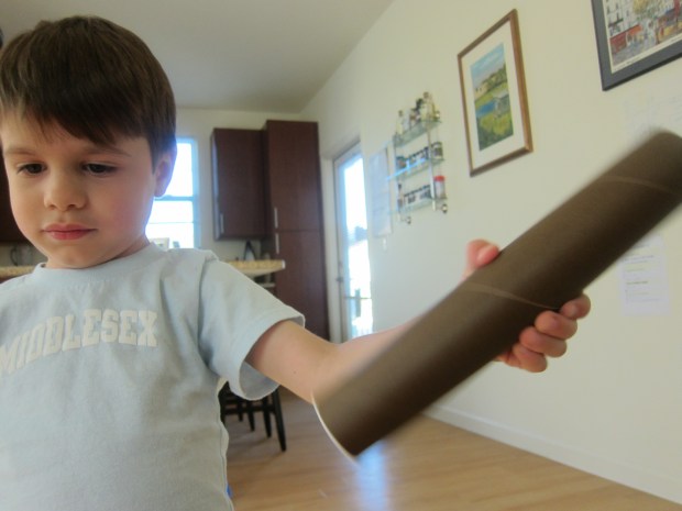 koala rainforest (7)