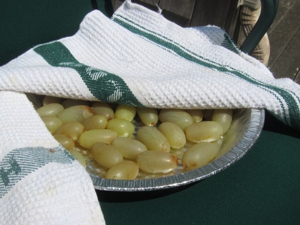 Grapes to Raisins (3)