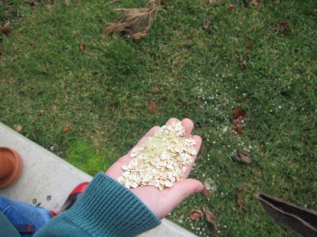 Reindeer Food (12).JPG