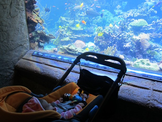 Aquarium (8)