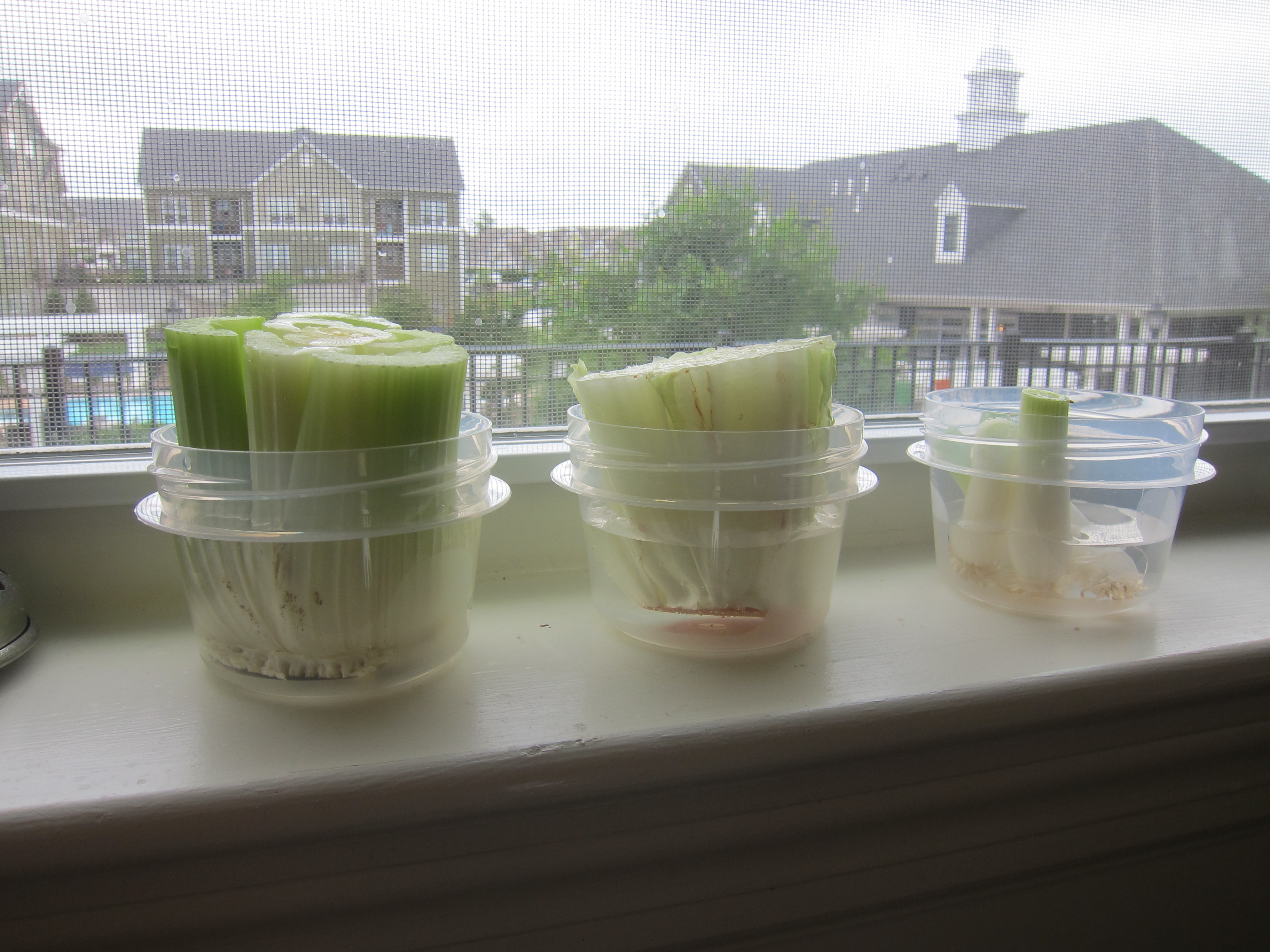 Regrow Food (3)