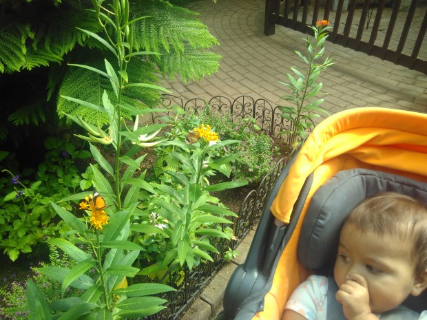 Butterfly Garden (2)