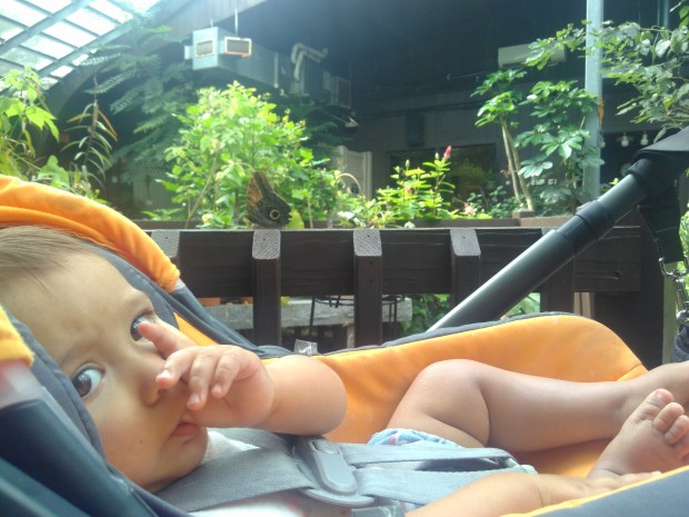 Butterfly Garden (3)