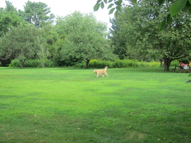 Descriptive Words (4)