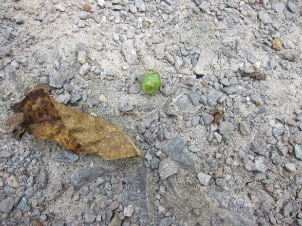 Descriptive Words (7)