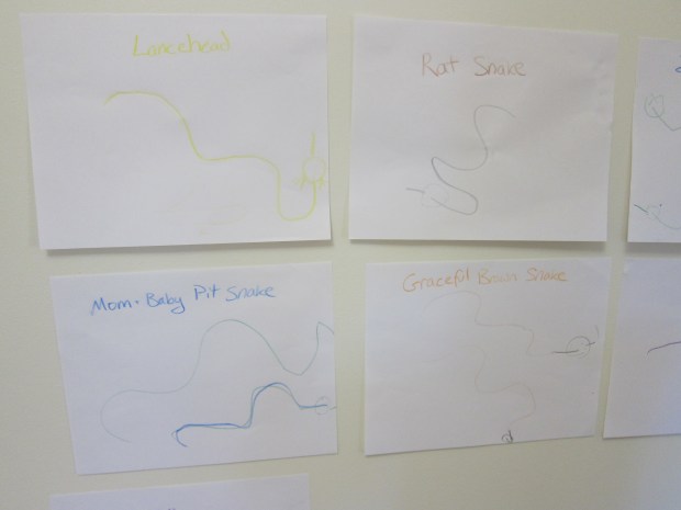 Endangered Animal (5)