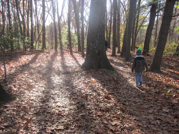 Shades of Nature (5)