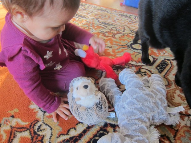 Walk Wheelbarrow (5)