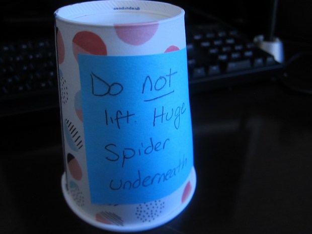 Creepy Crawly Prank (4)