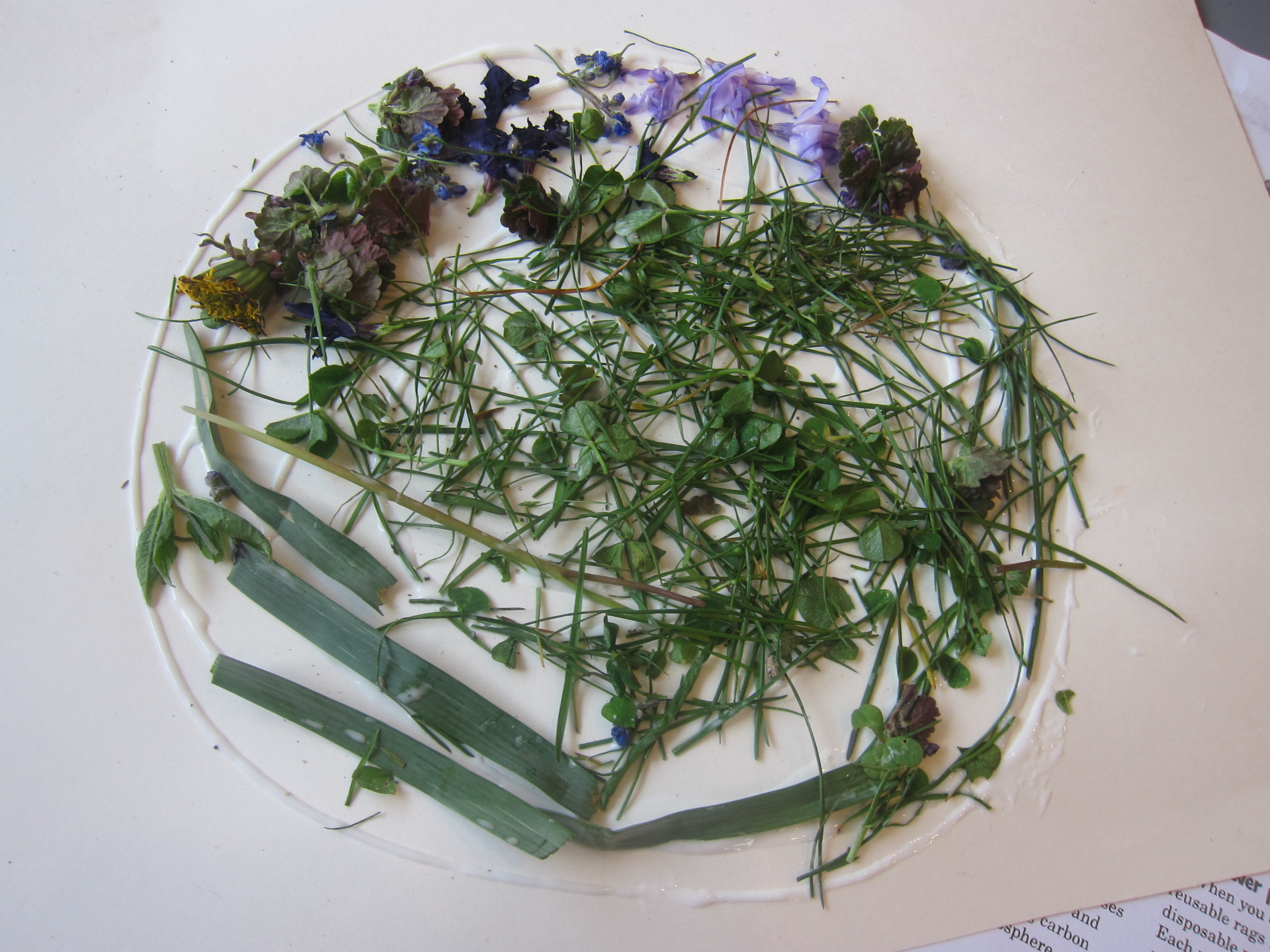 Nature Earth Challenge (7)