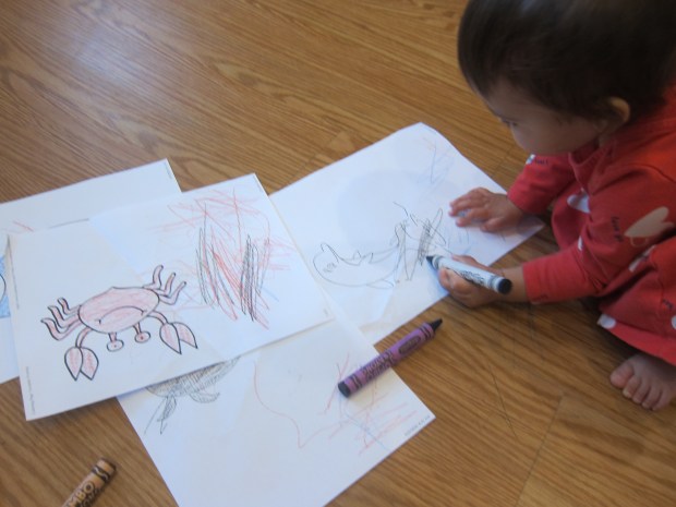 Ocean Animal Movement (1)