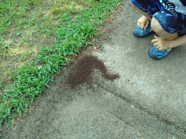 Counting Critters (1)