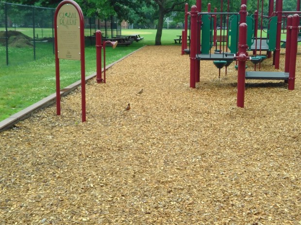 Counting Critters (2)