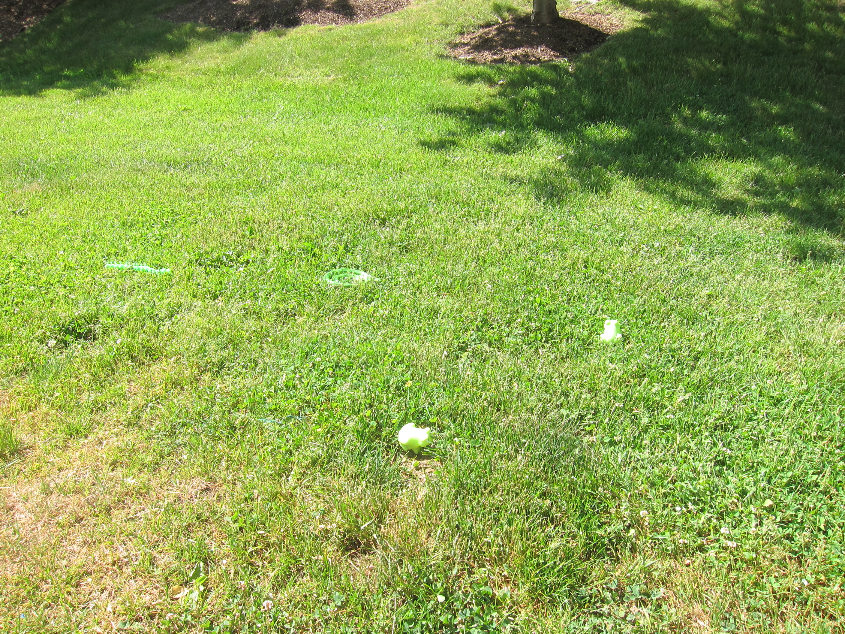 Frog in the Grass (1)