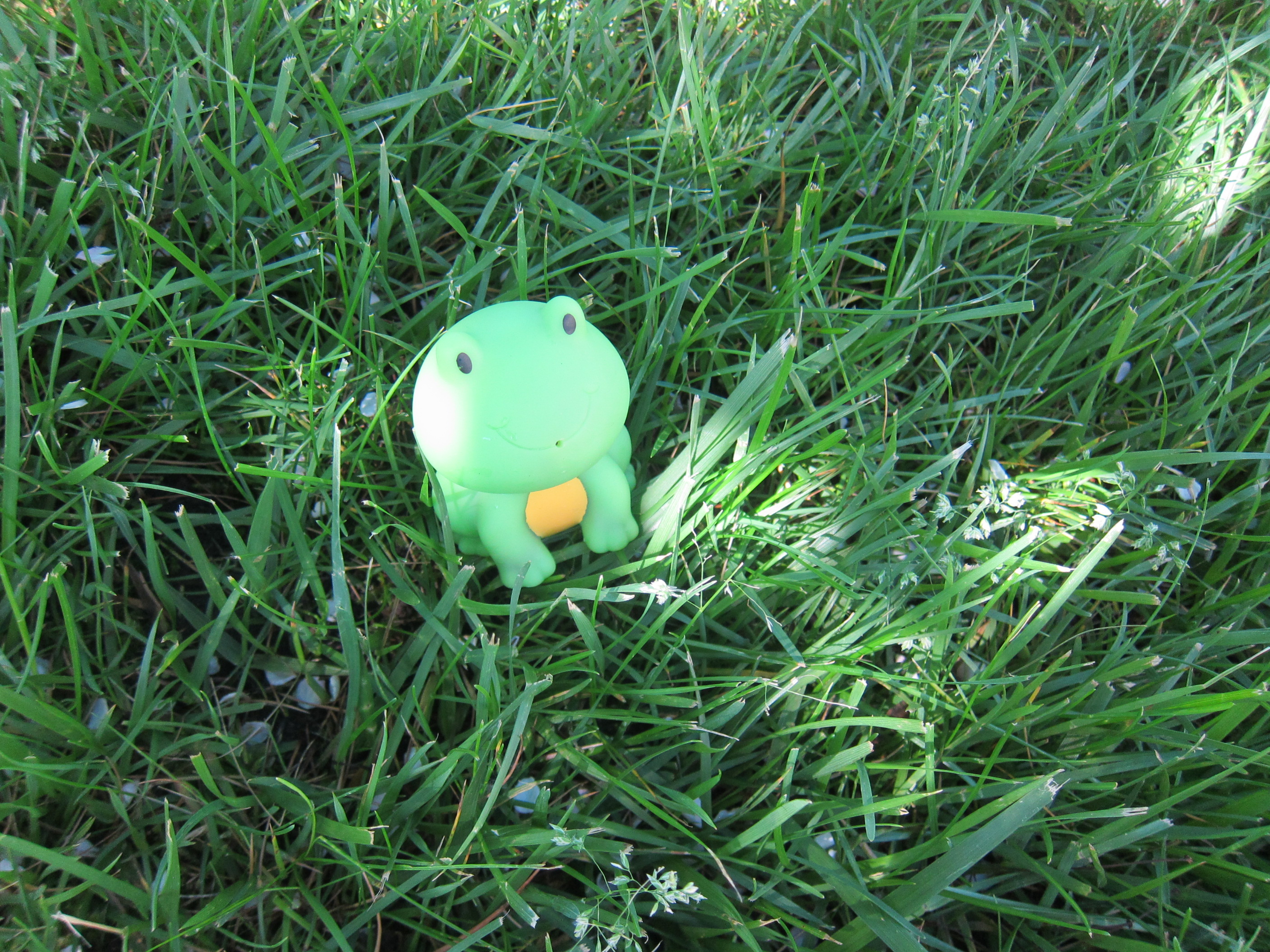 Frog in the Grass (10)