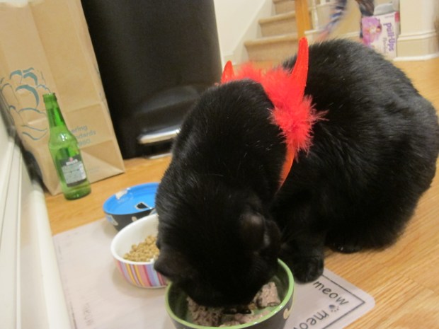 Halloween 21 Doggie Dress Up (2)