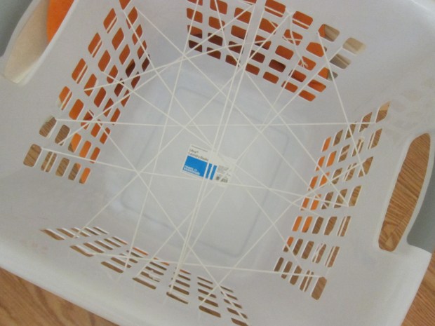 Spider Web Discovery (2)