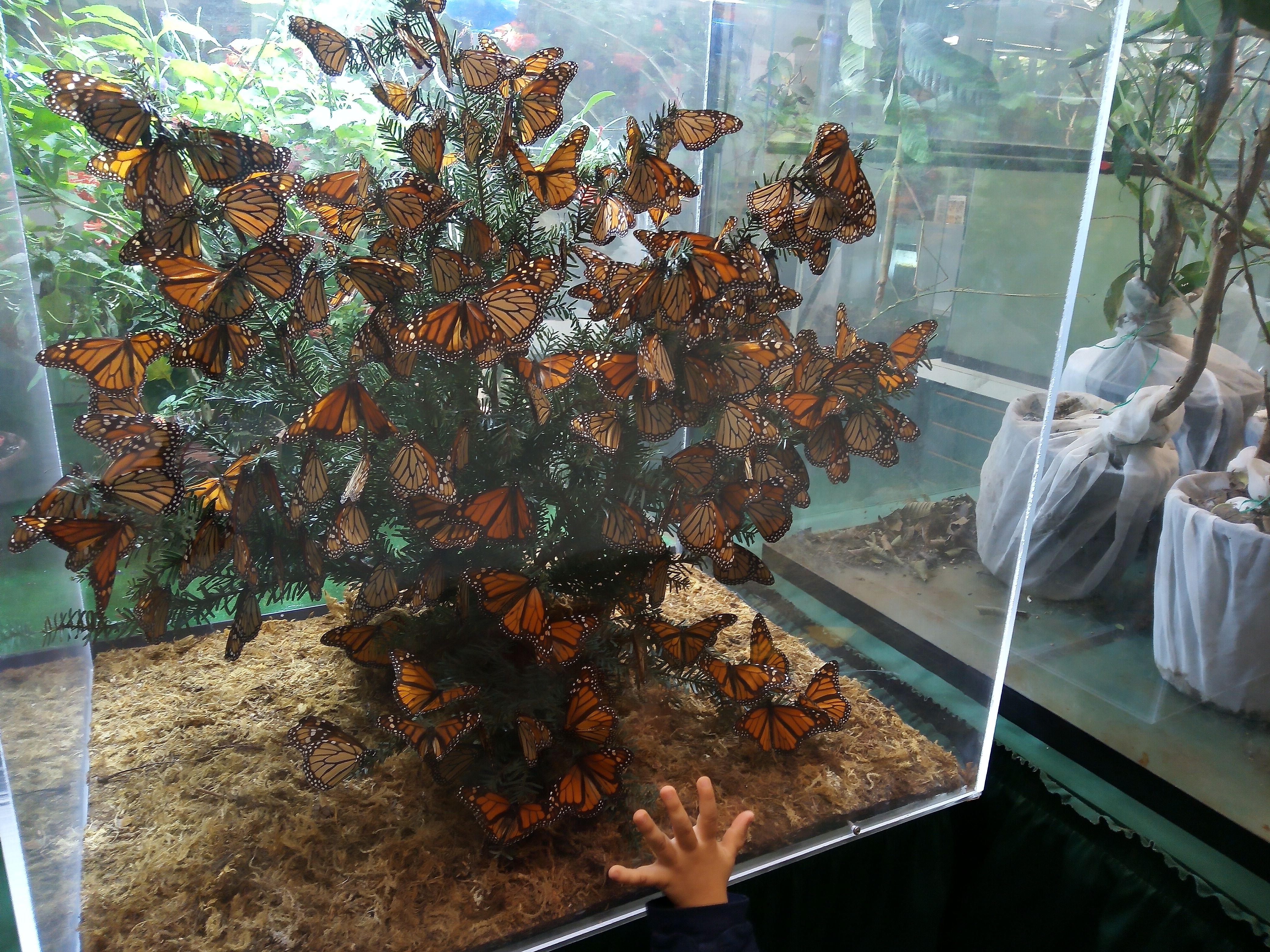 Butterfly Migration (1)