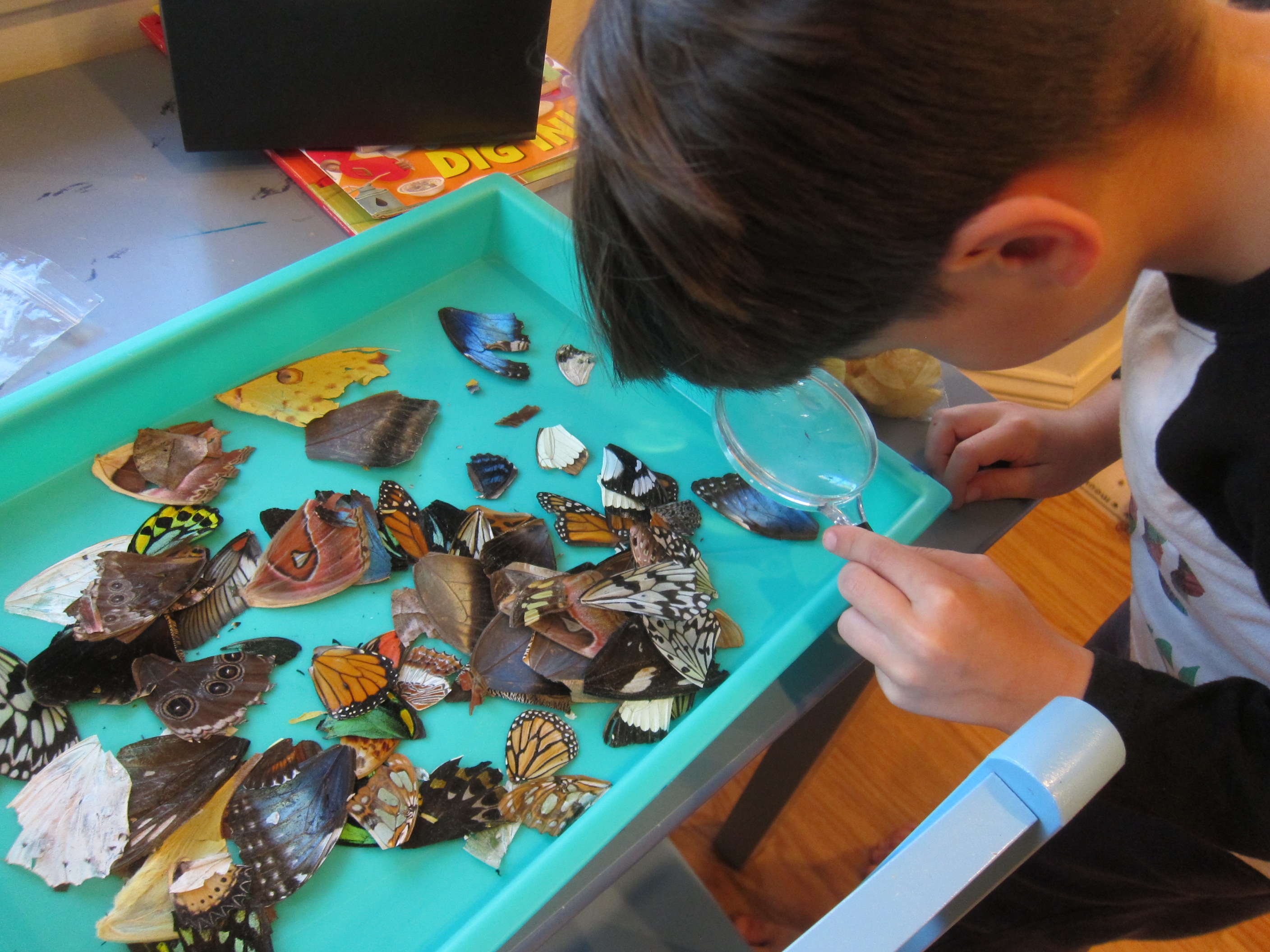 Butterfly Migration (3)