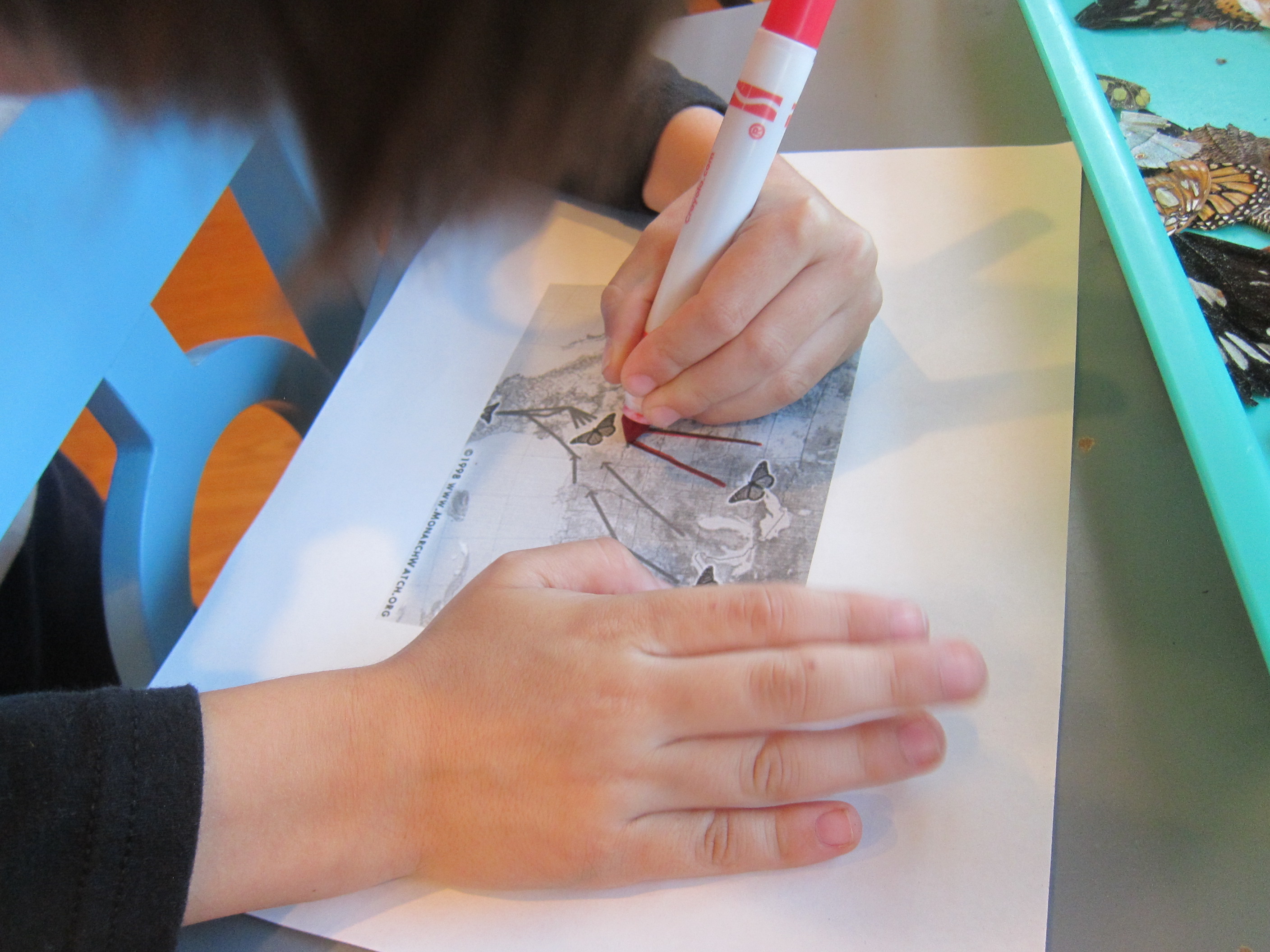 Butterfly Migration (5)