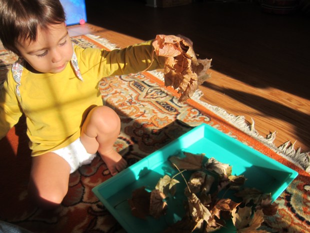 Dry Leaf Collage (1)