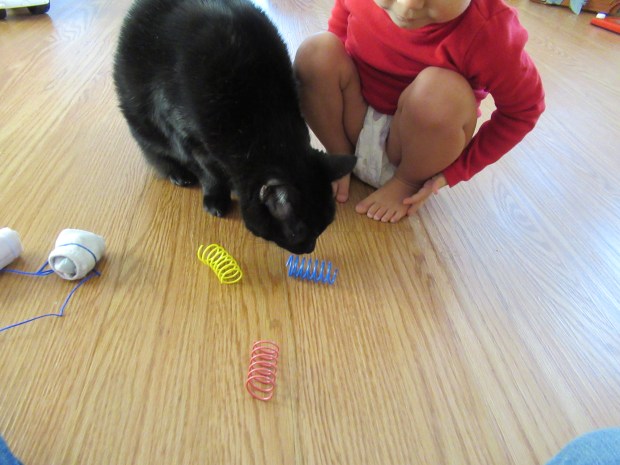 Cat Games (12)