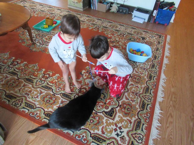 Cat Games (3)