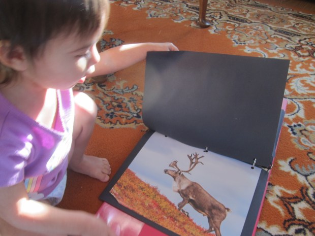 Fun with Pictures (6)