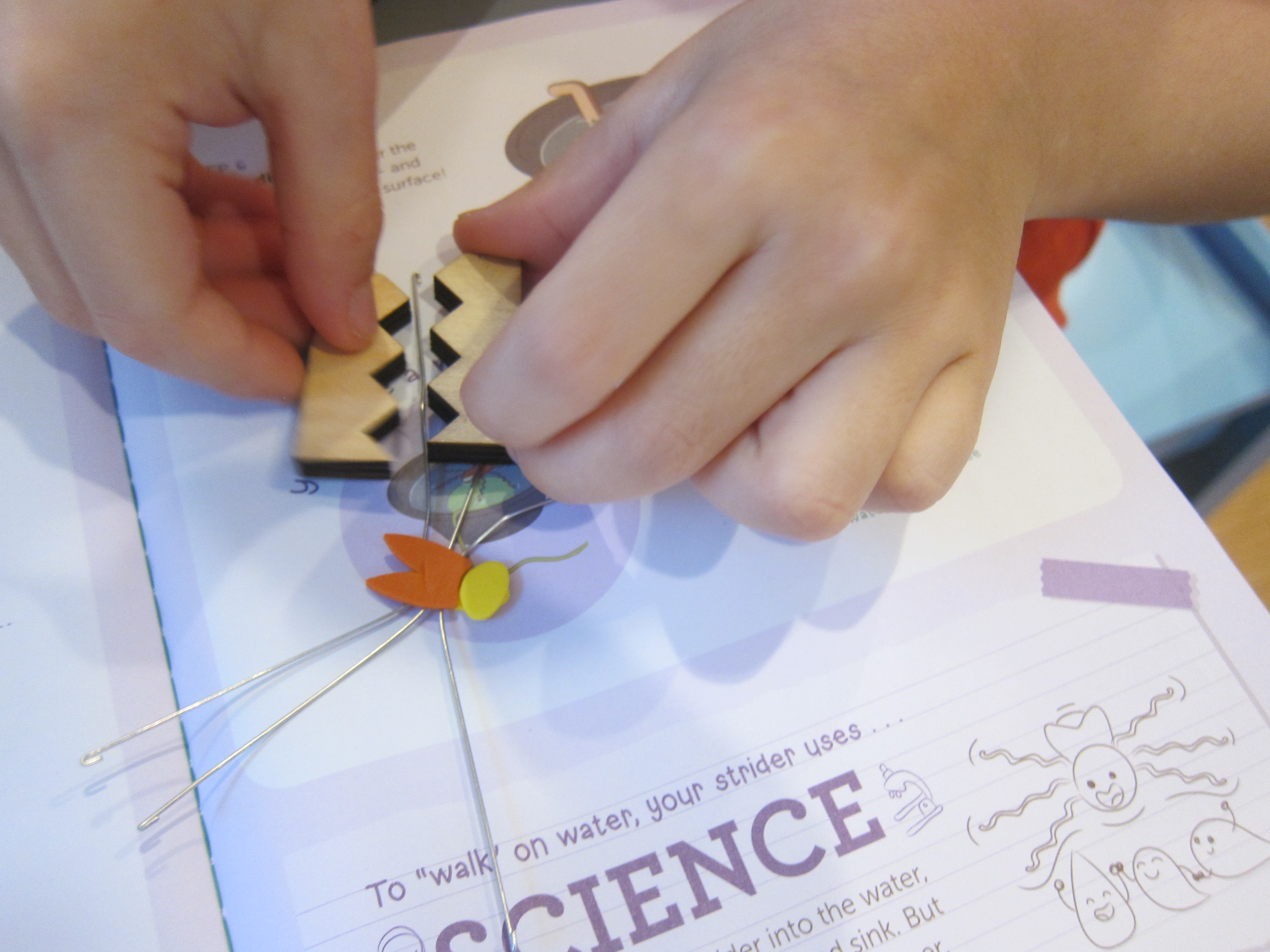 Kiwi Surface Tension (22)