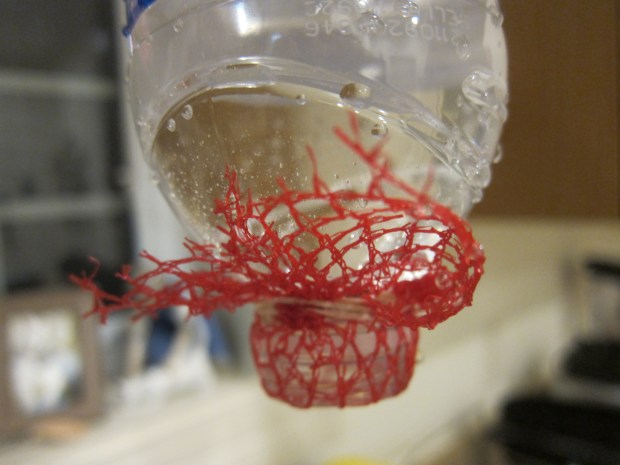 Kiwi Surface Tension (29)