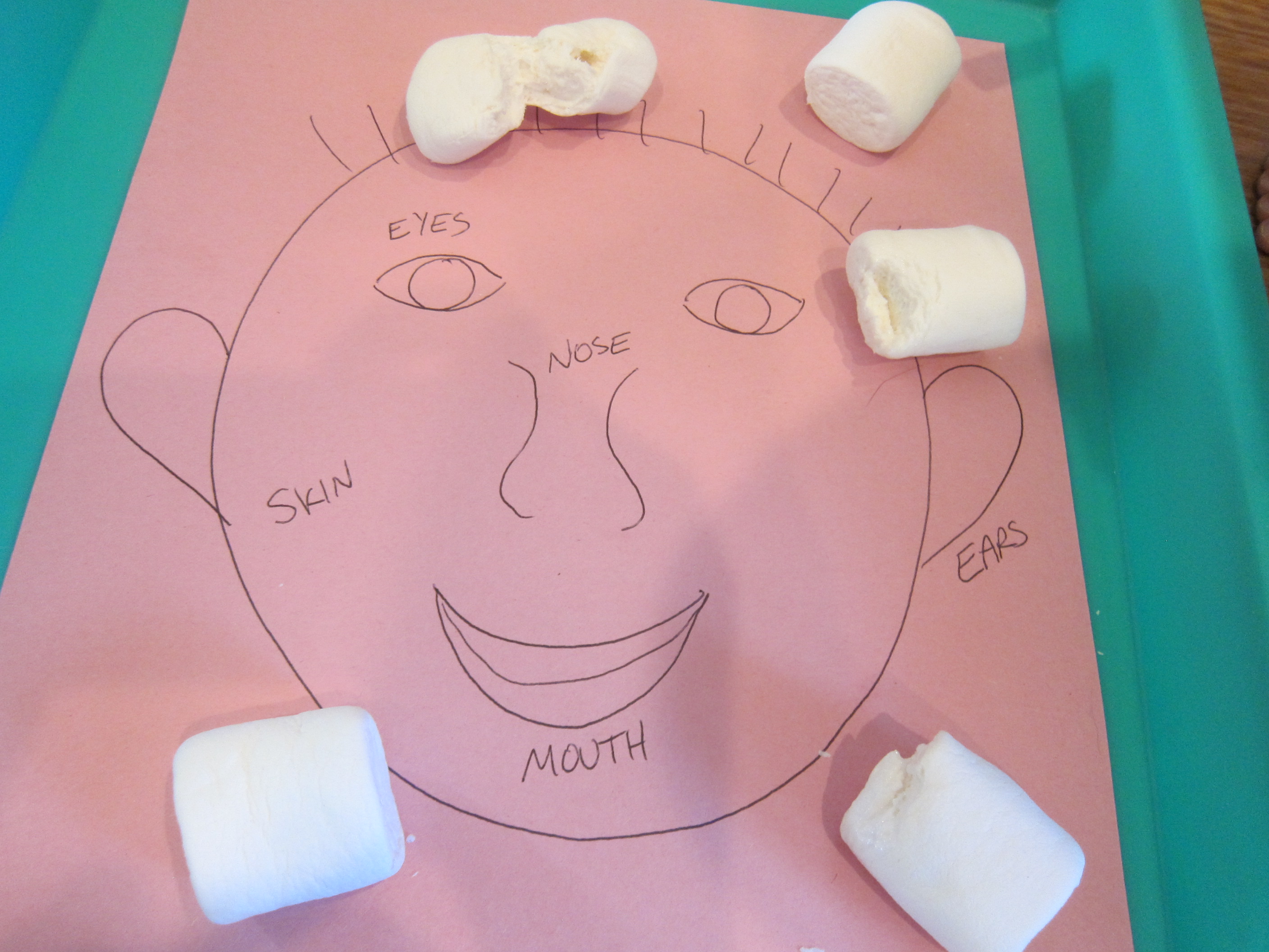 Marshmallow Senses (8)