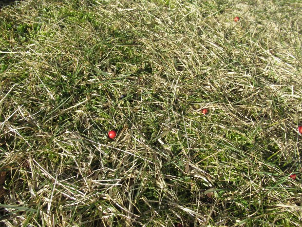 Nature Scavanger (4)