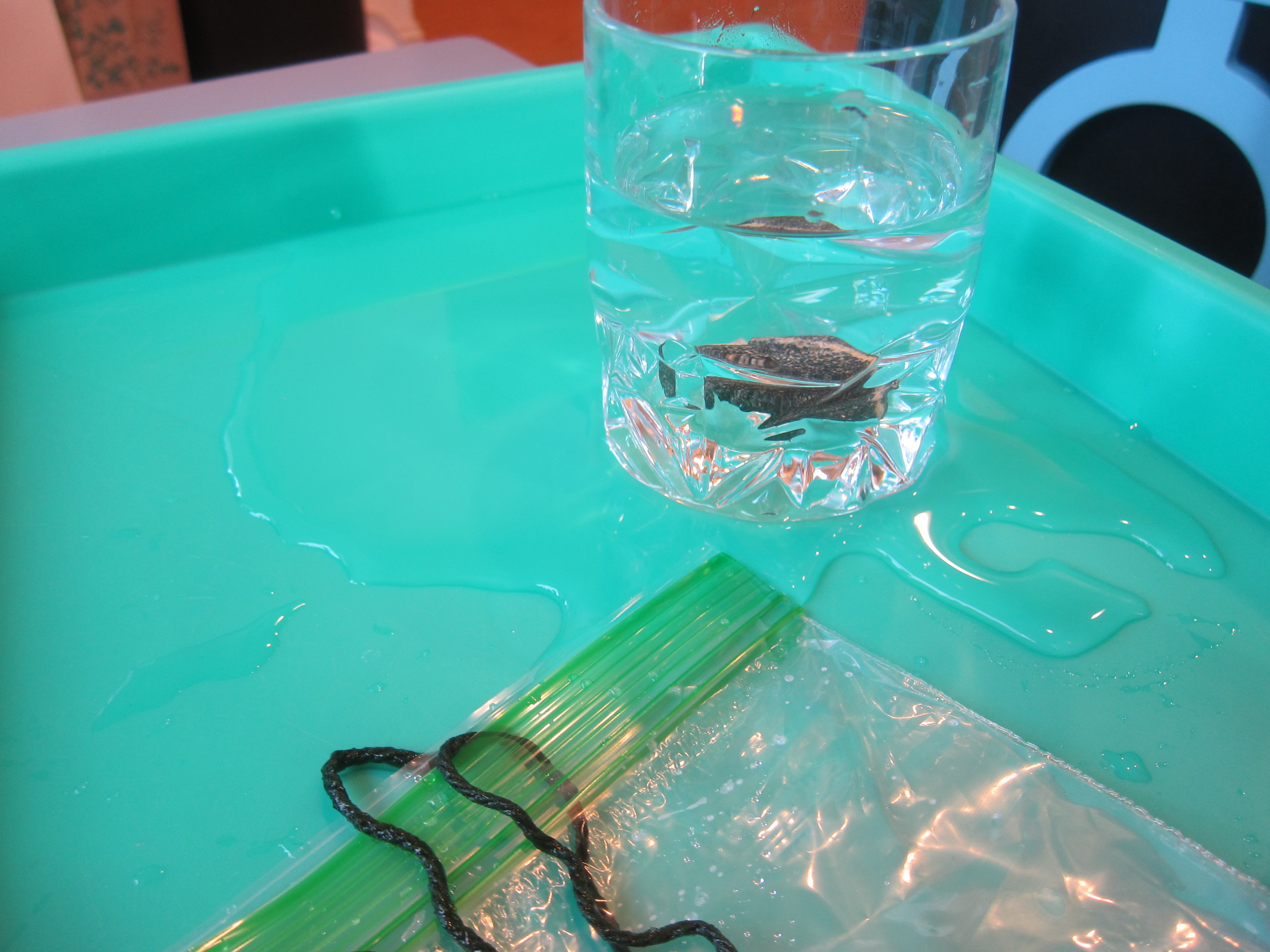 Water Bag Experiment (8)