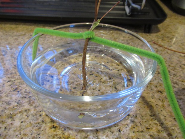 Natural Ice Boats (1)