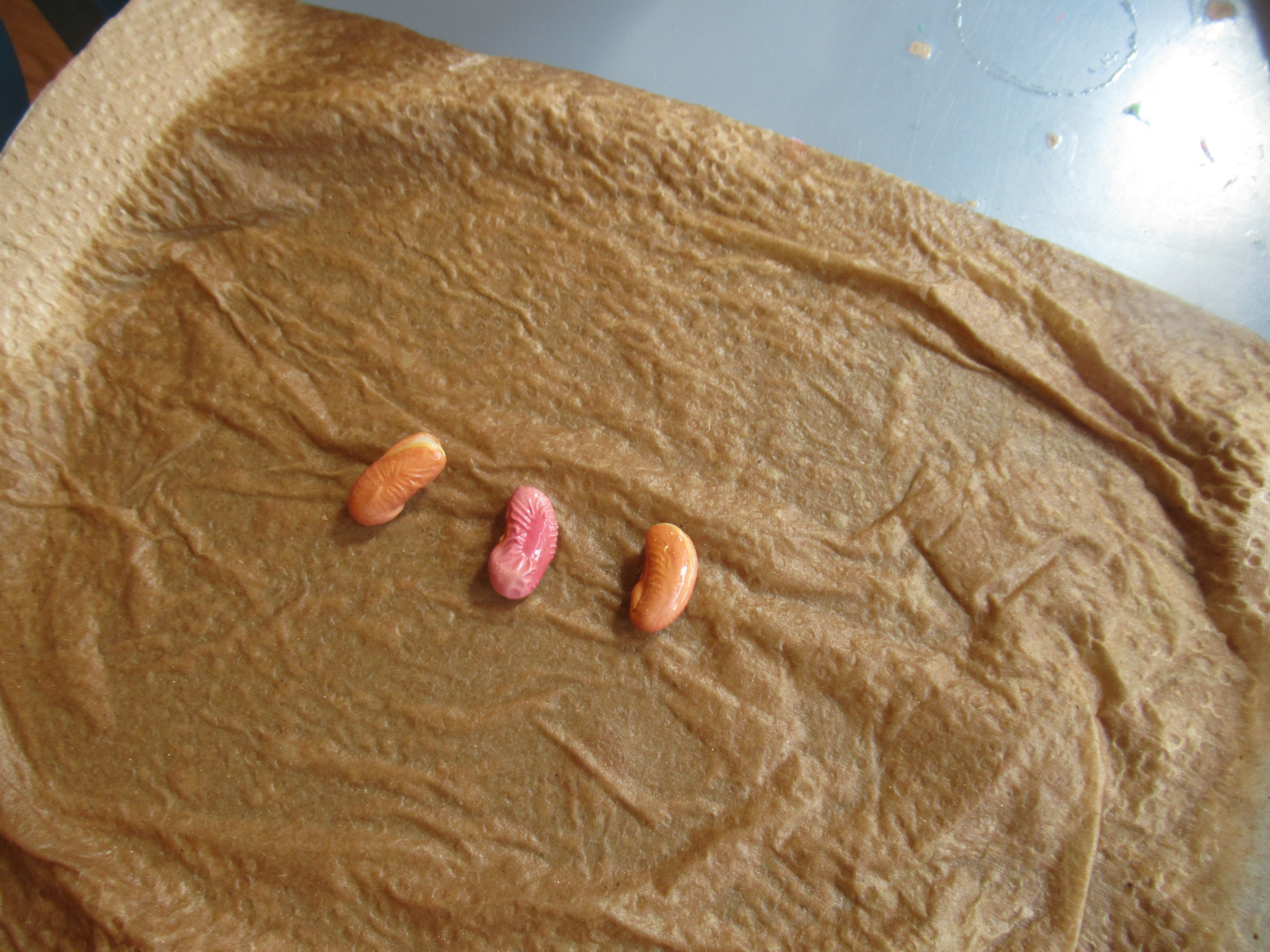 Sprout Some Seeds (1)