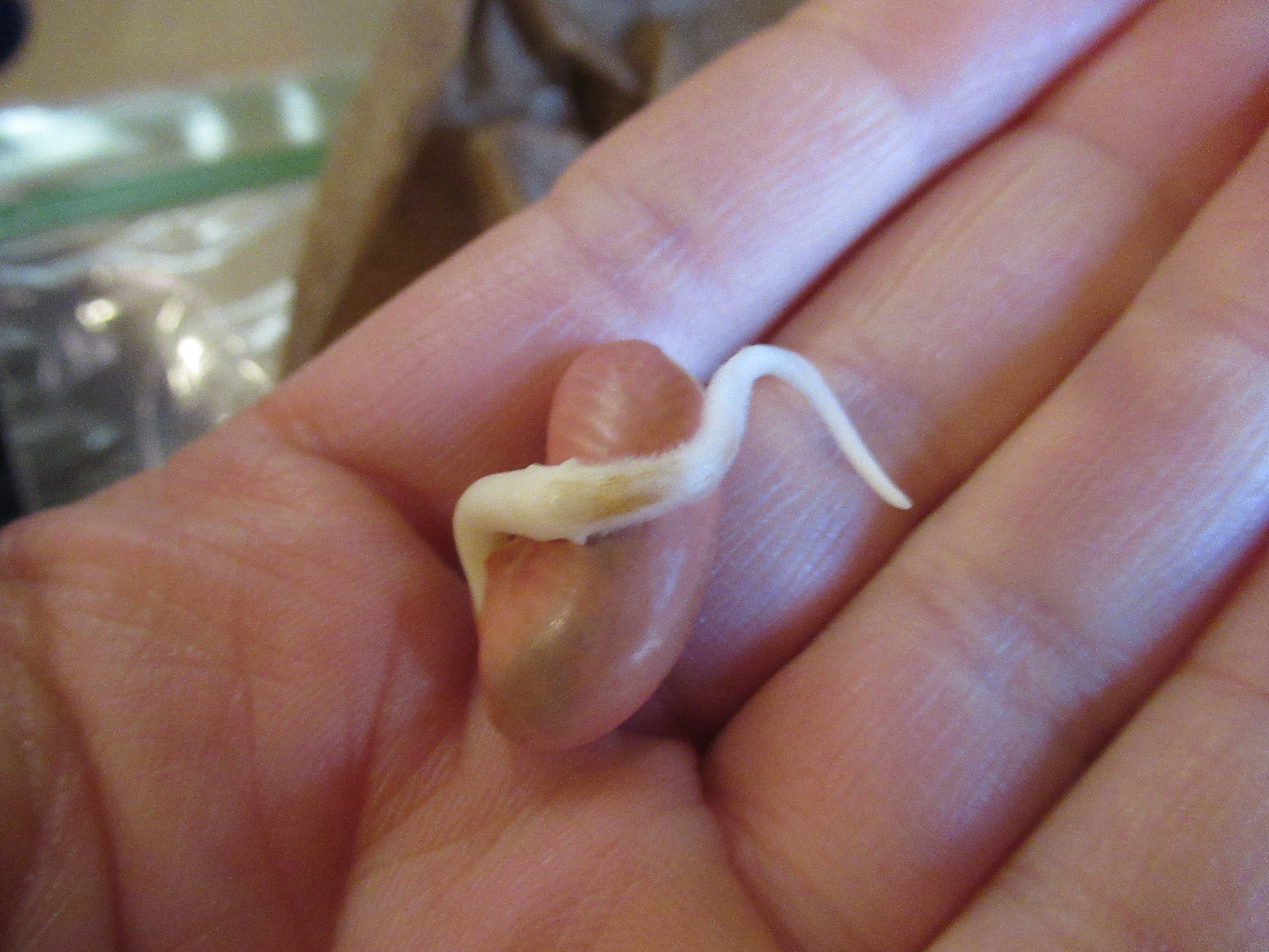 Sprout Some Seeds (4)