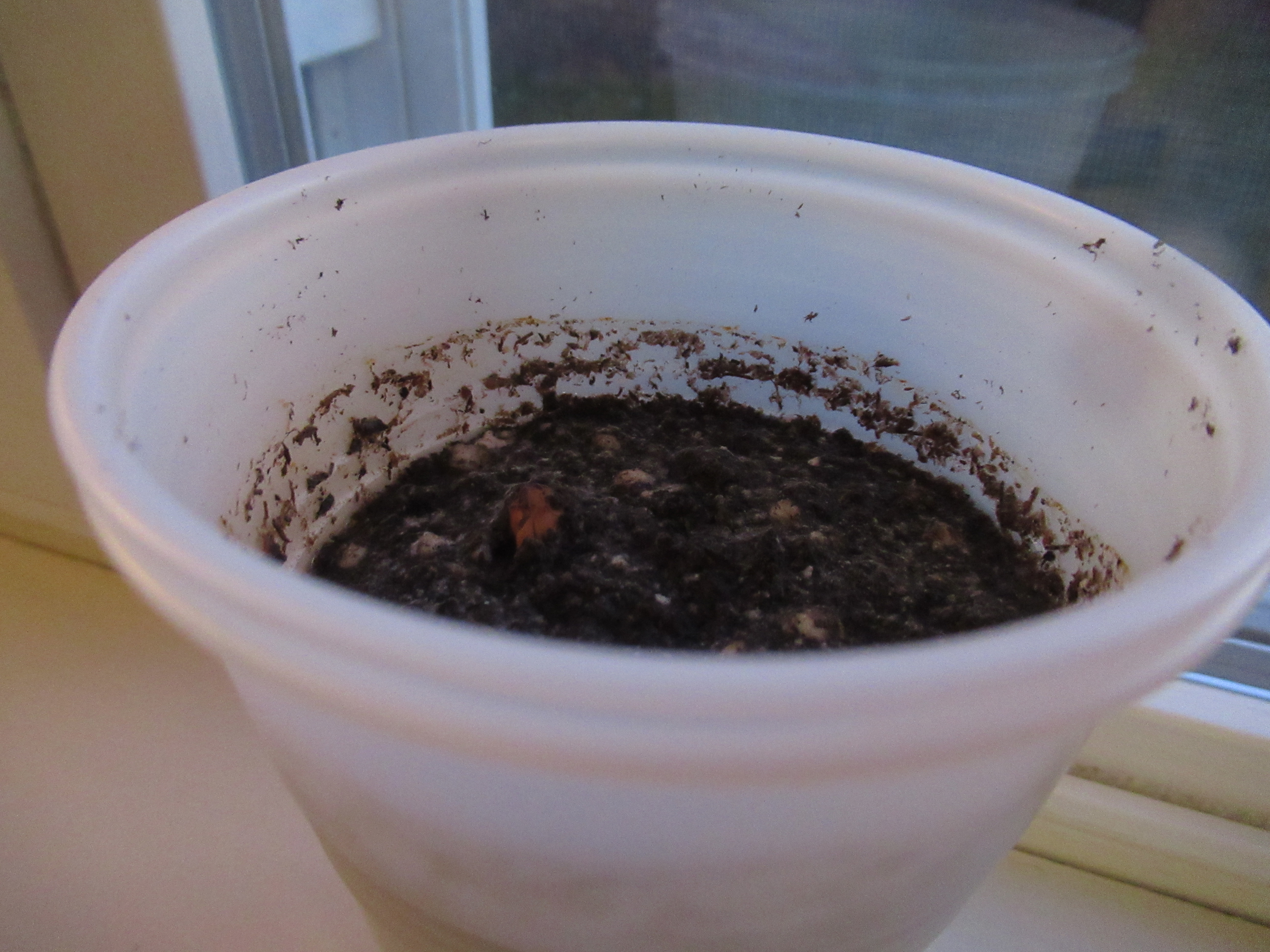 Sprout Some Seeds (6)