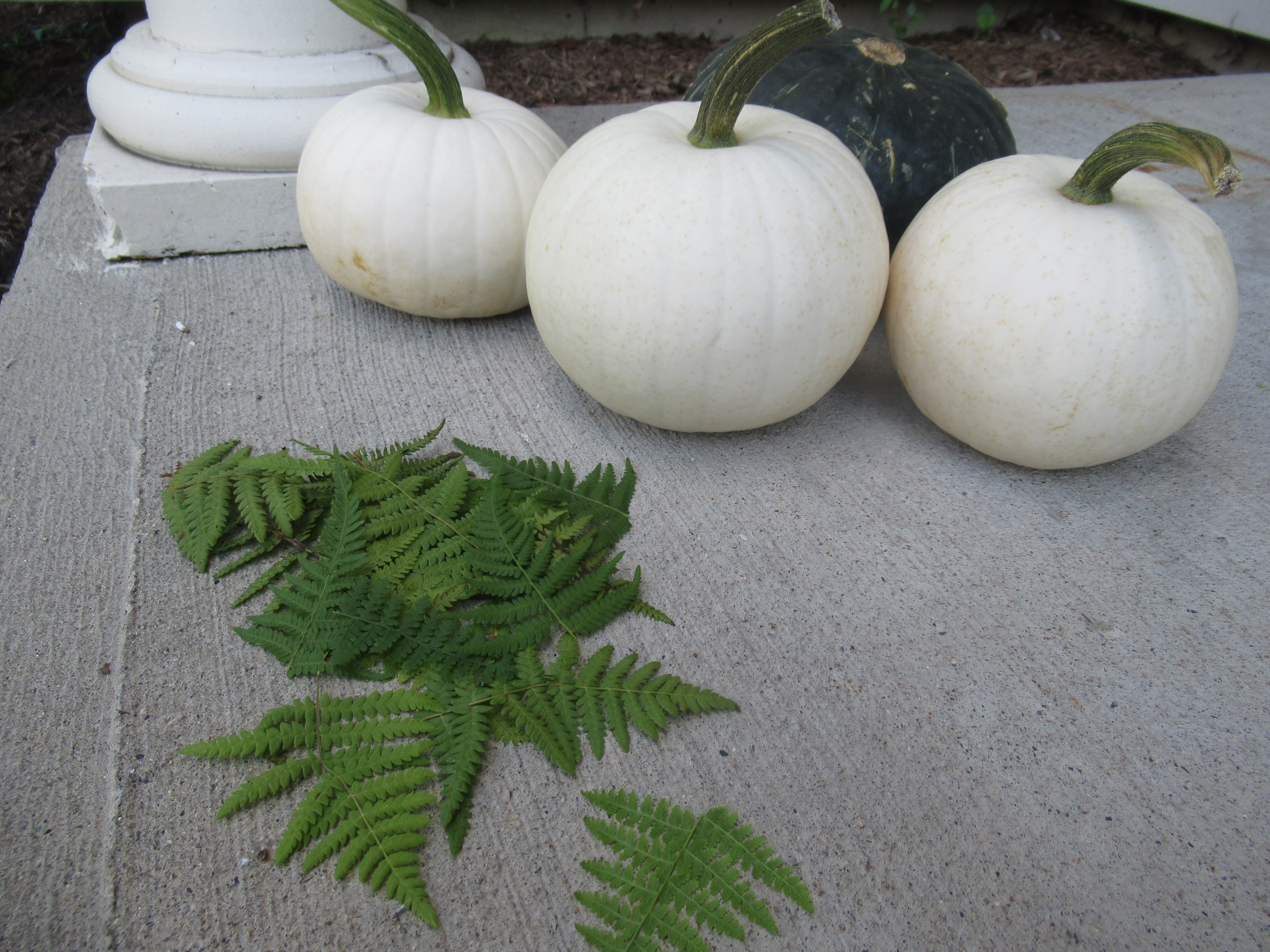 Fern Pumpkins (1)