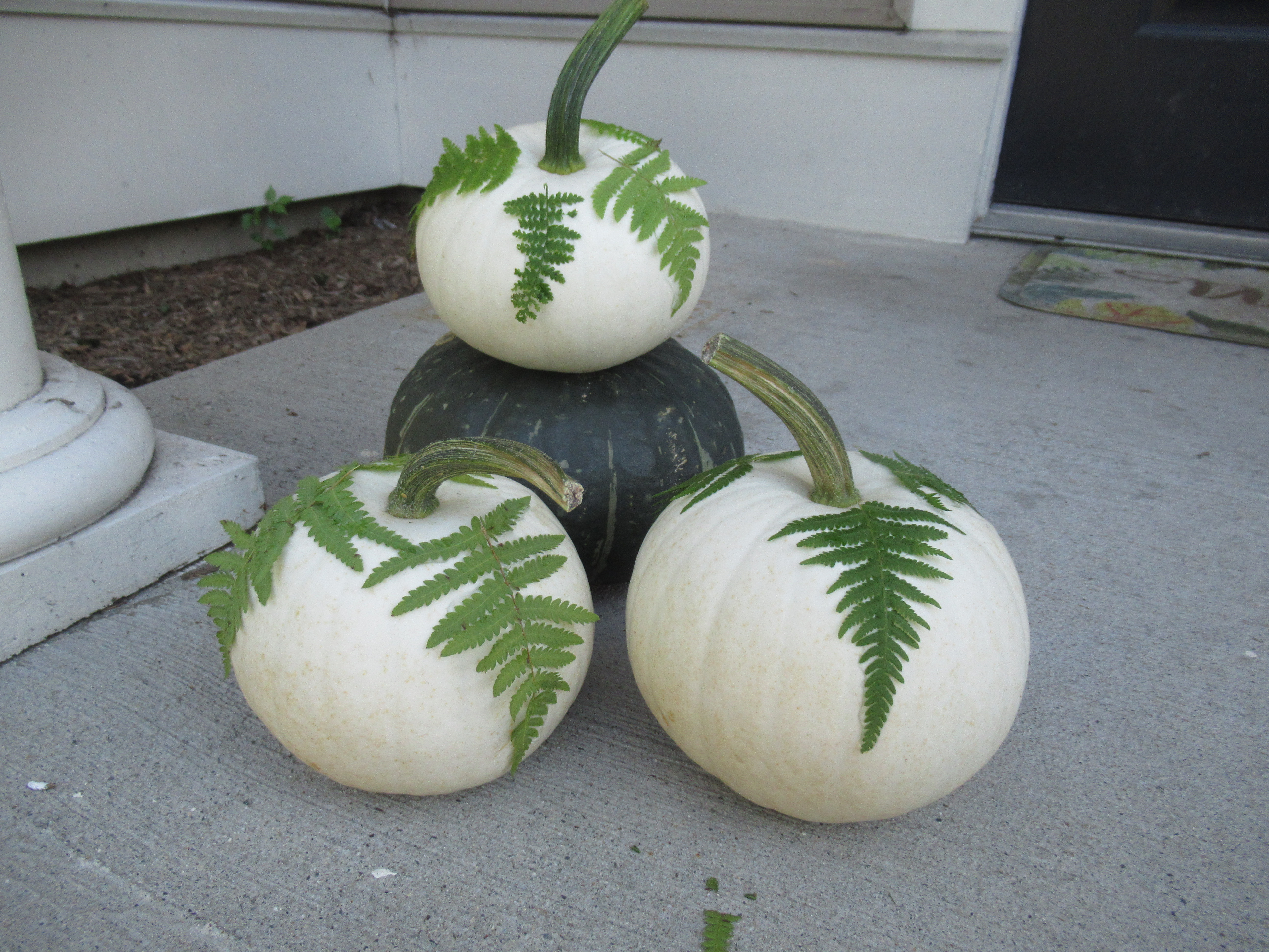 Fern Pumpkins (2)